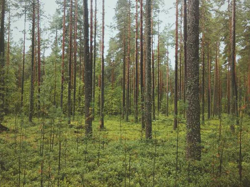 Savvy - Left Sidebar, 1 Column Post Dummy image